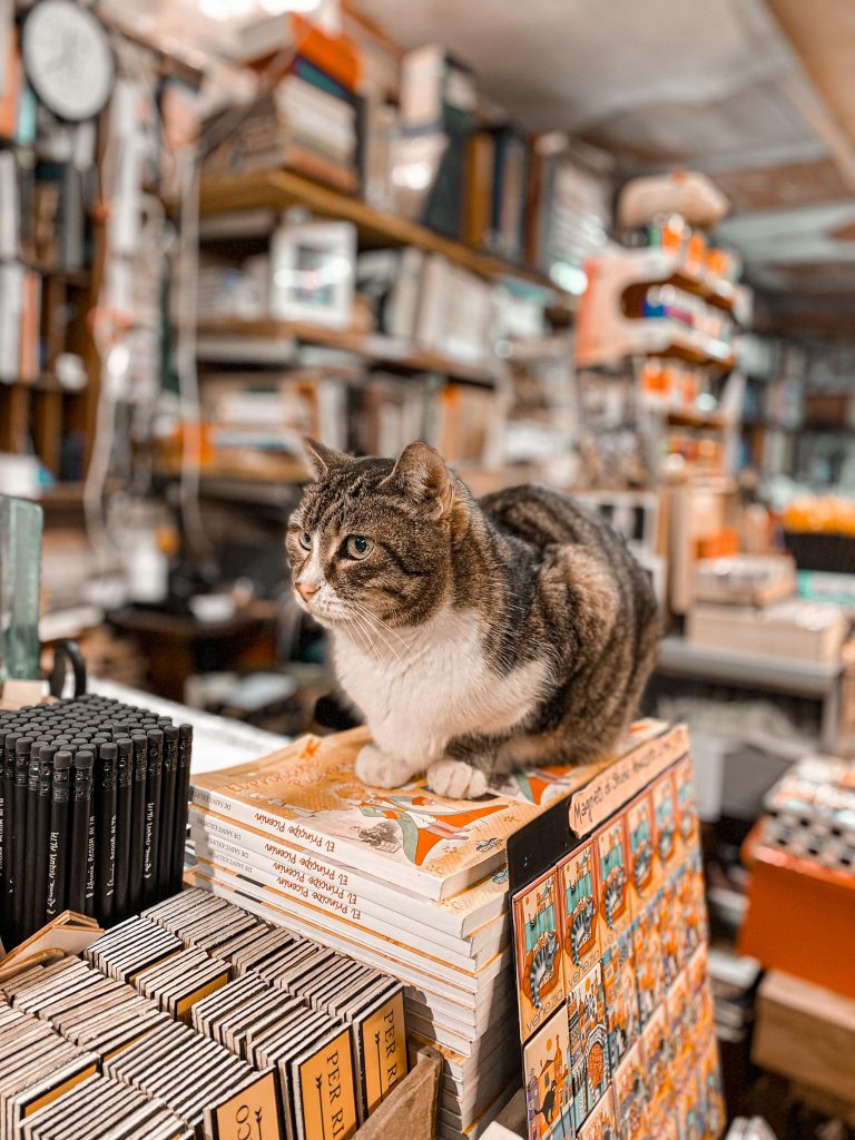 librería Acqua Alta, Venecia, gato
